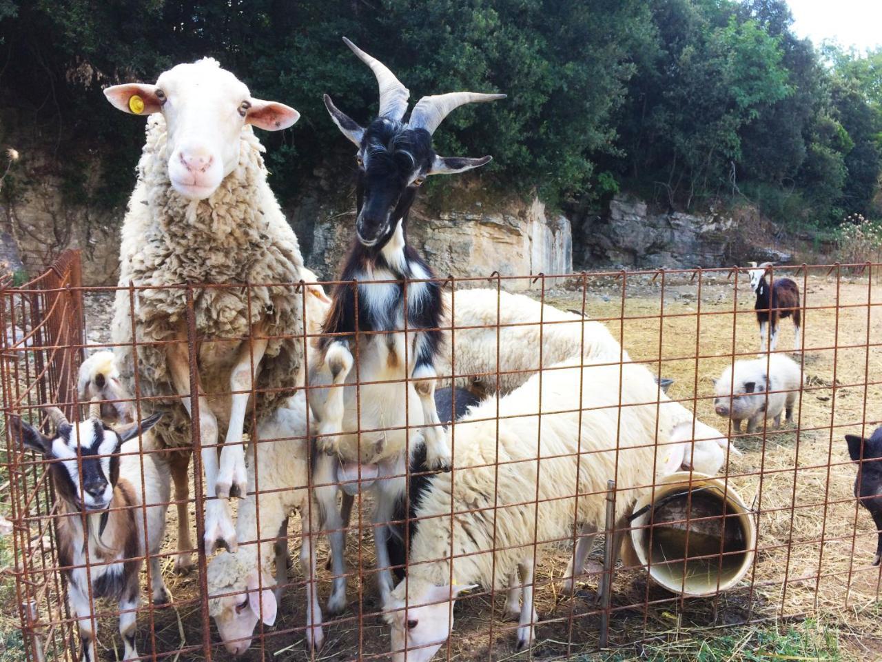 Agriturismo Eco-Bio Belmonte Vacanze 몬타이오네 외부 사진